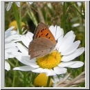 Lycaena phlaeas - Kleiner Feuerfalter 04.jpg